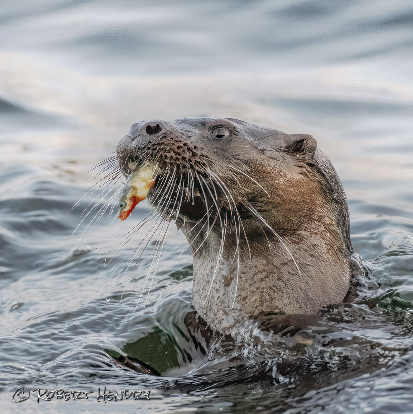 Hungry Otter